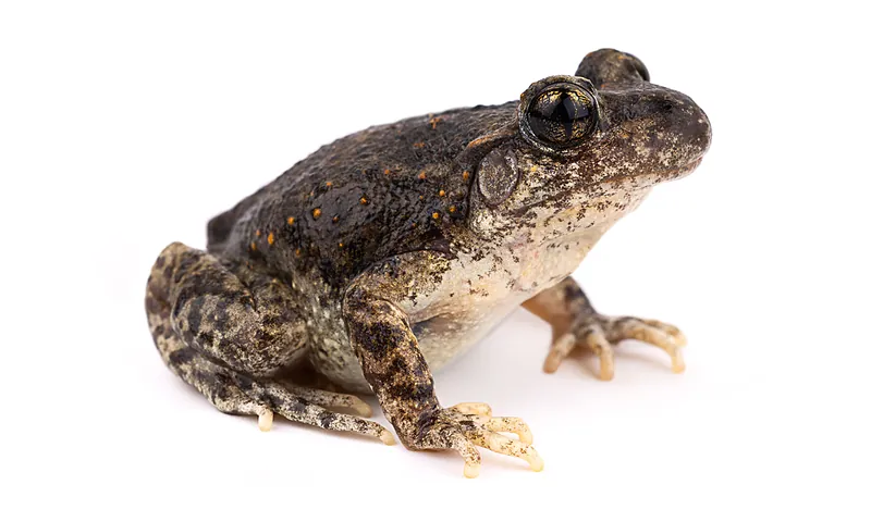 Alytes maurus