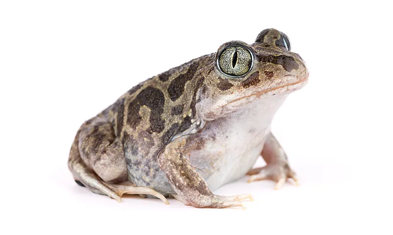 Pelobates varaldii