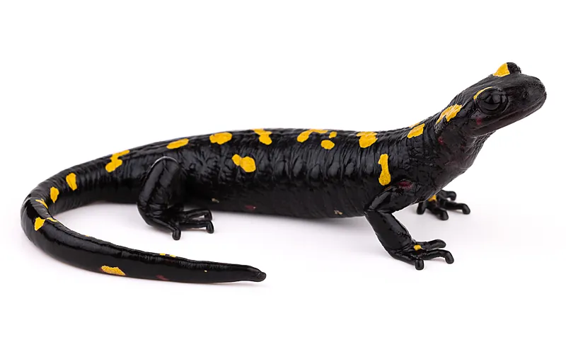 Salamandra algira spelaea