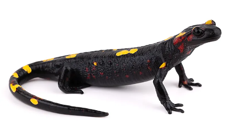 Salamandra algira splendens