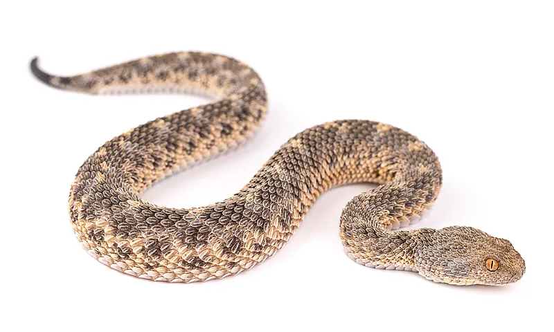 Cerastes vipera