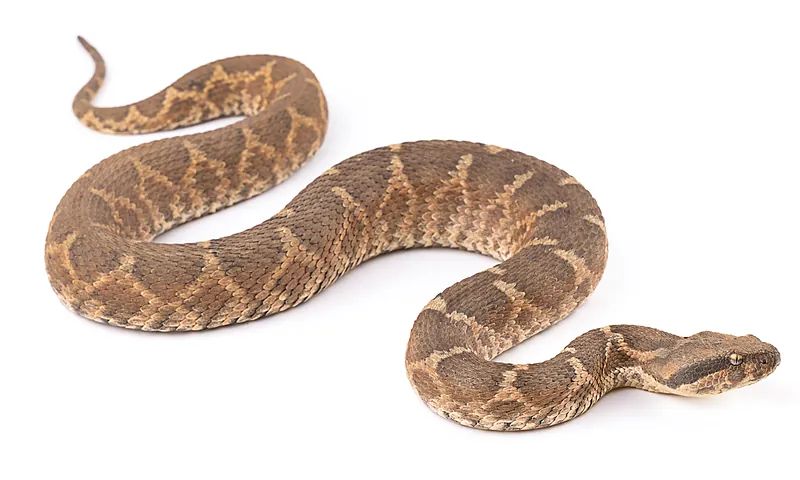 Daboia mauritanica