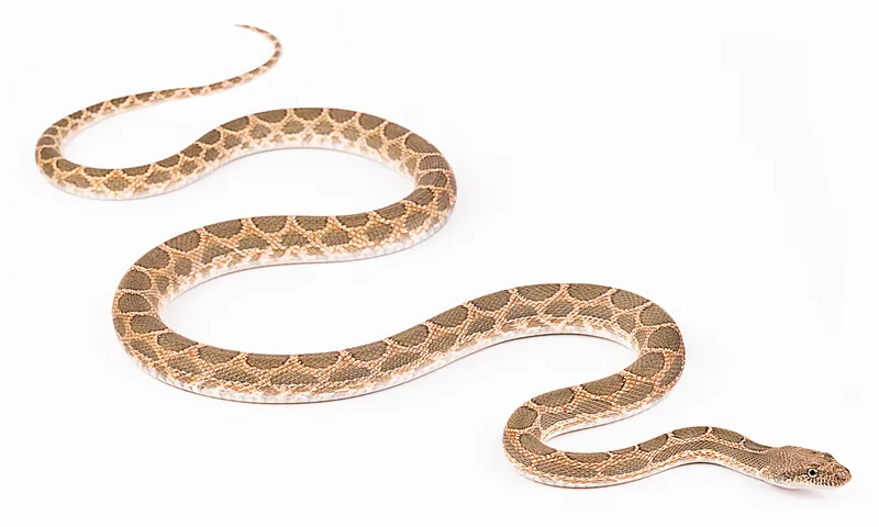 Spalerosophis dolichospilus