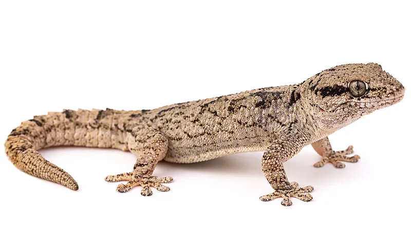 Tarentola hoggarensis