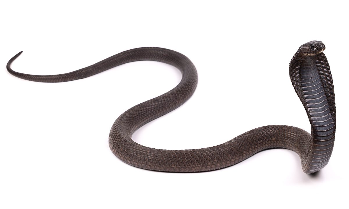 Serpentes