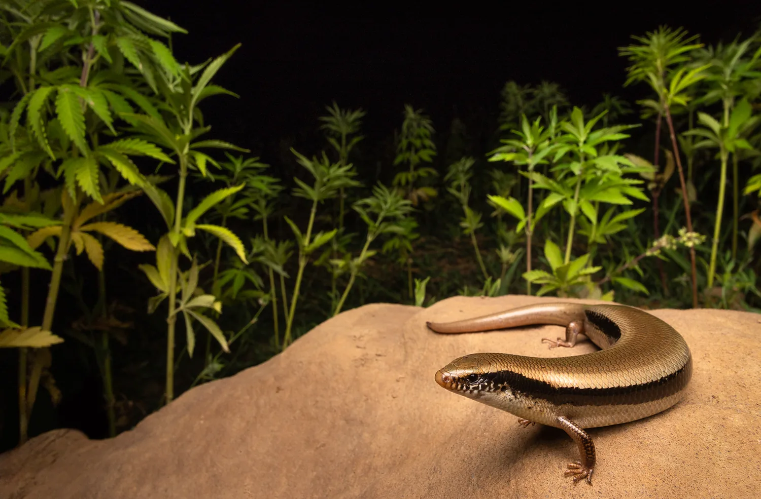 Chalcides colosii، النوع الـ98 الموثّق