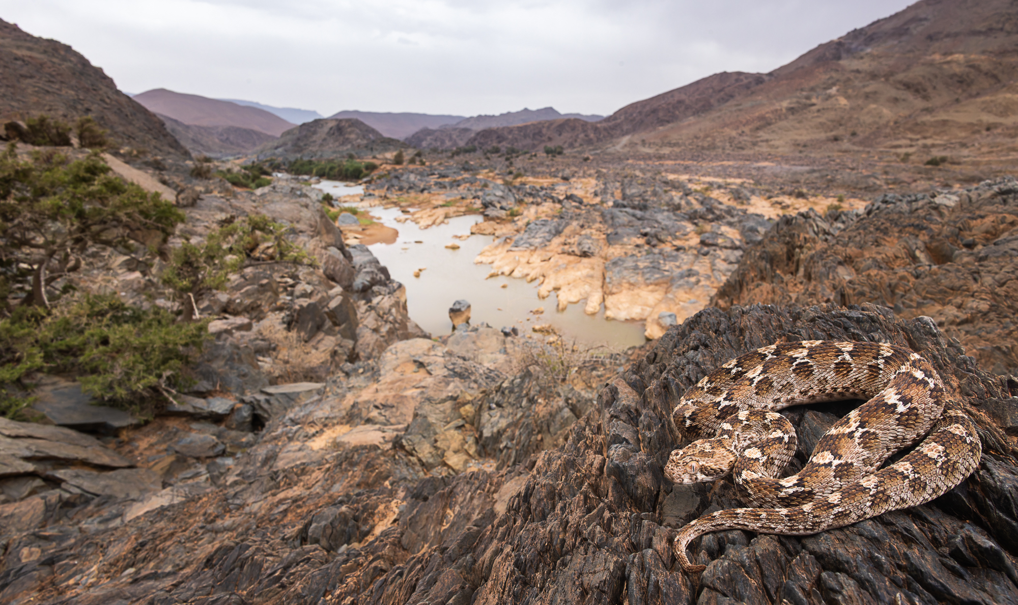White-bellied carpet viper in the Draa Valley