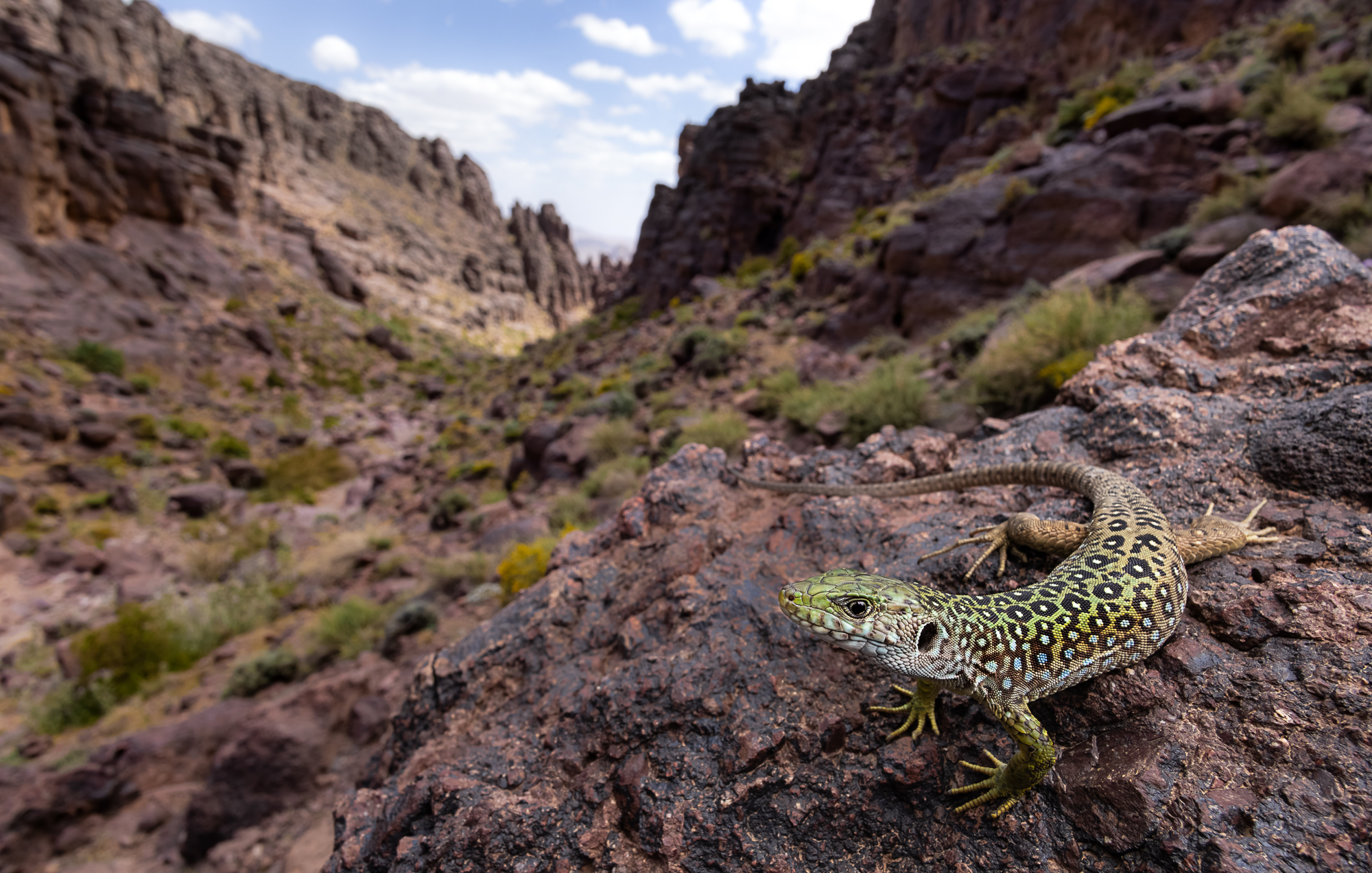 Moroccan eyed lizard in the Atlas Mountains