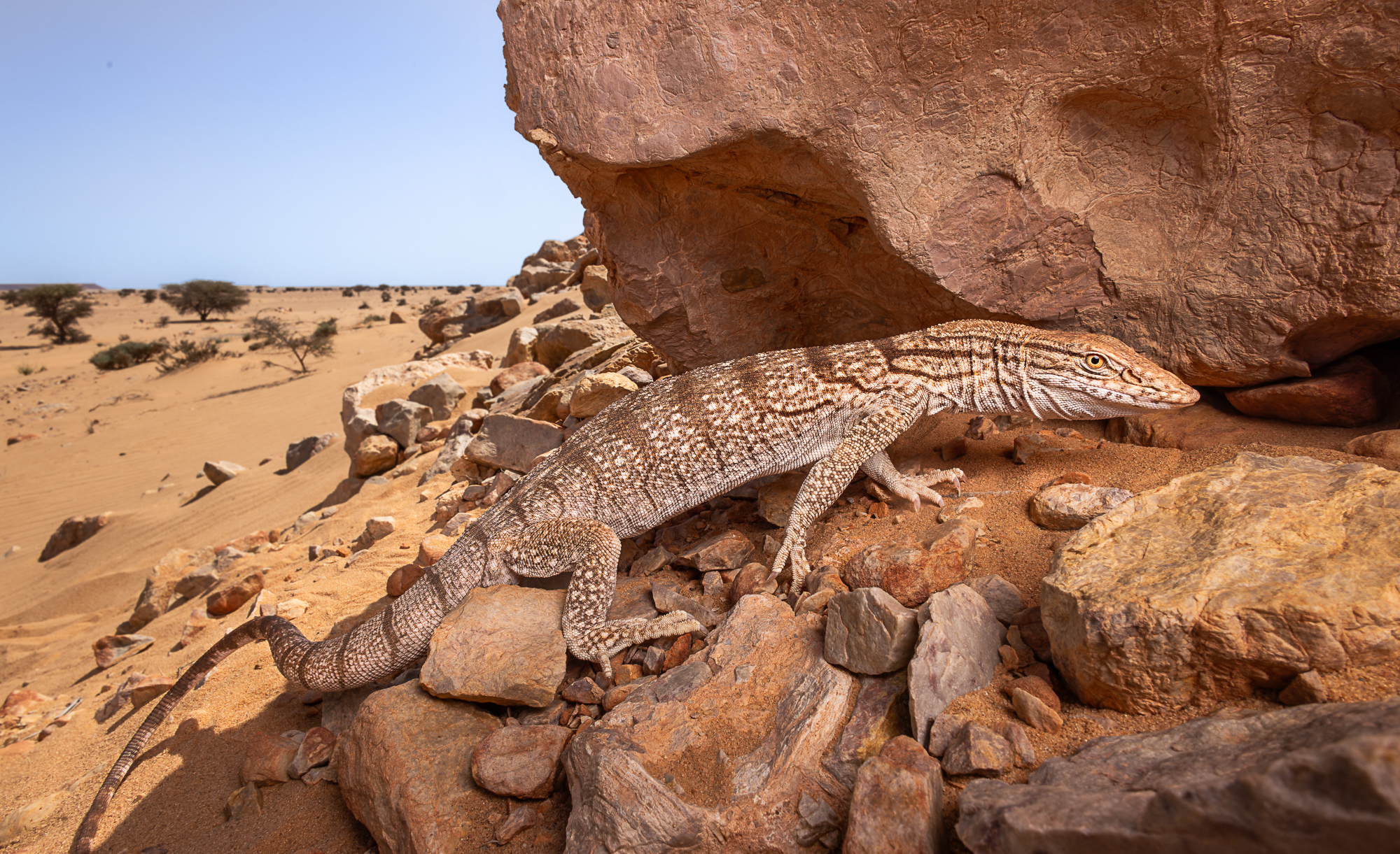 Desert monitor in the Sahara
