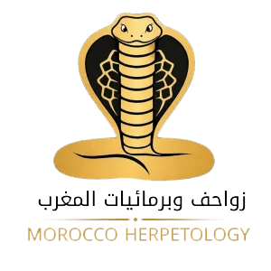 Morocco Herpetology