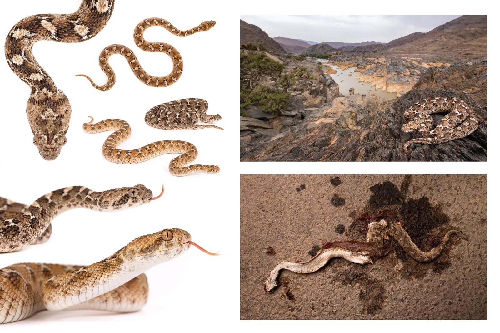 لوحة توثيق لأفعى الأهرام (Echis leucogaster): صور استوديو بخلفية بيضاء، الموطن وفرد نافق على الطريق، المغرب