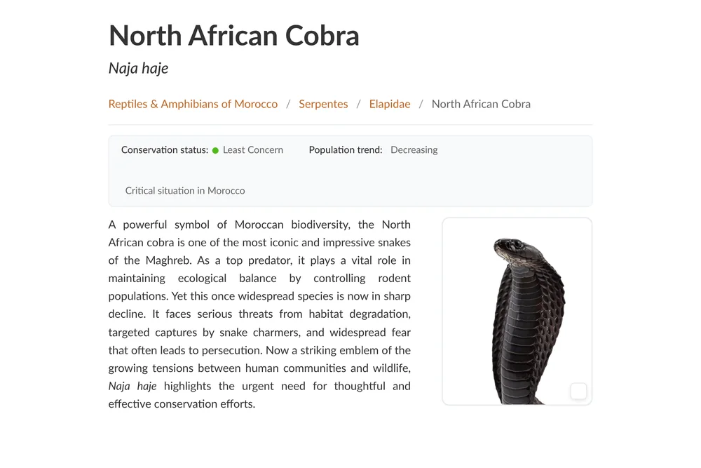 Published species page for Naja haje on Fauna Morocco