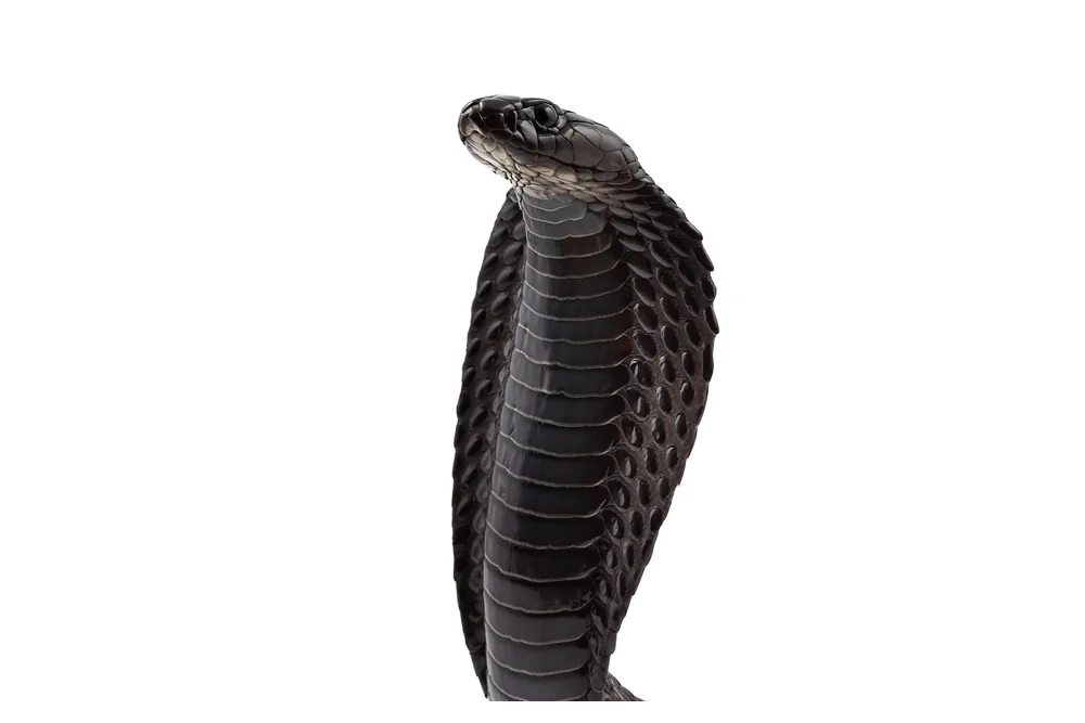 North African cobra, Naja haje, standardized white-background studio shot