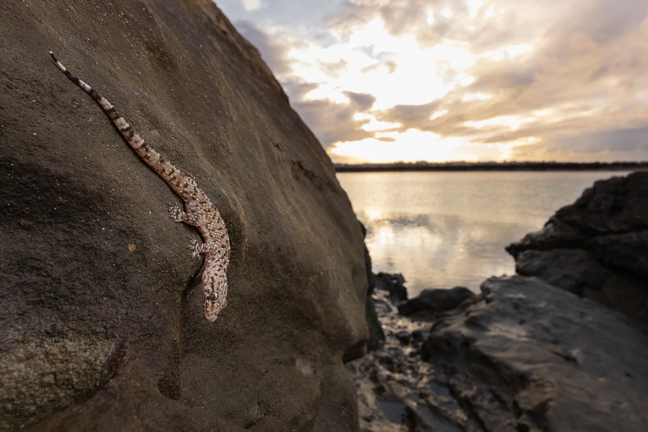 Larache - Turkish Gecko Mystery Larache Morocco where Loukkos river meets sea - mysterious Hemidactylus turcicus gecko habitat wildlife expedition discovery