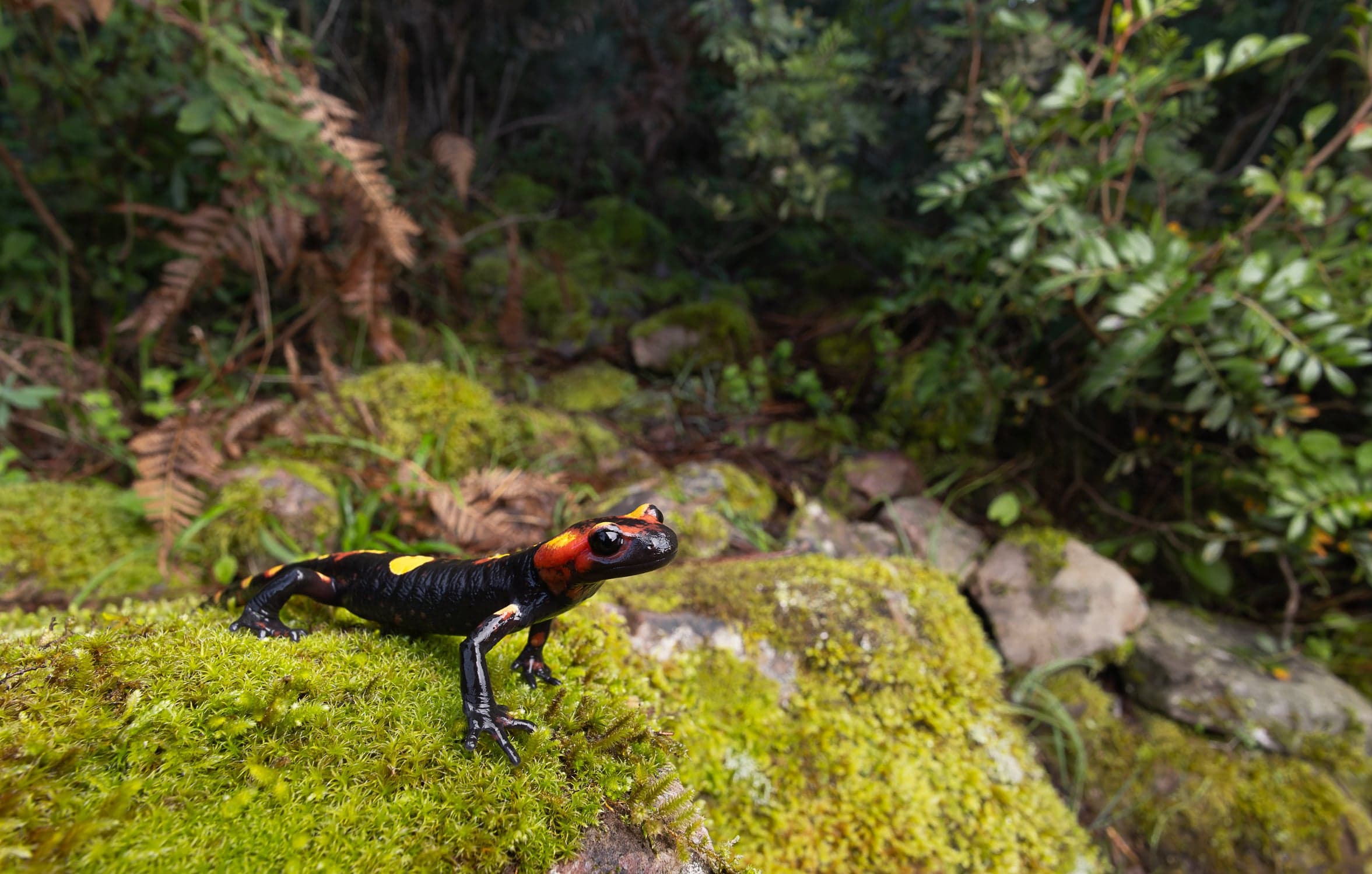North African Salamander - Chefchaouen Jewel North African salamander (Salamandra algira) magnificent specimen from Chefchaouen Morocco - endemic amphibian wildlife photography expedition