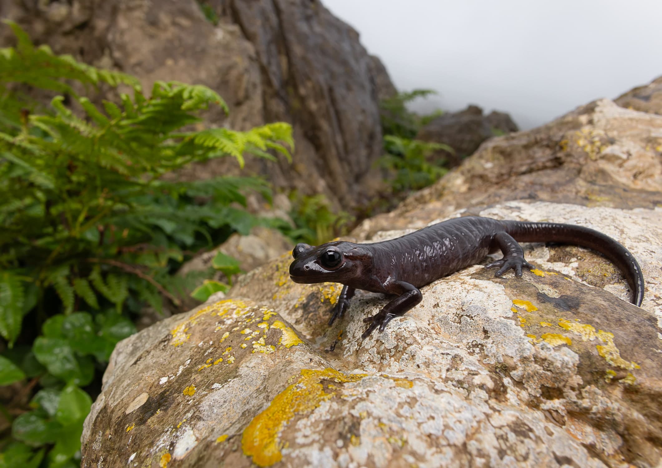 Melanistic Salamander - Mining Threat Melanistic North African salamander (Salamandra algira tingitana) endemic to northern Morocco threatened by mining activities - endangered amphibian conservation