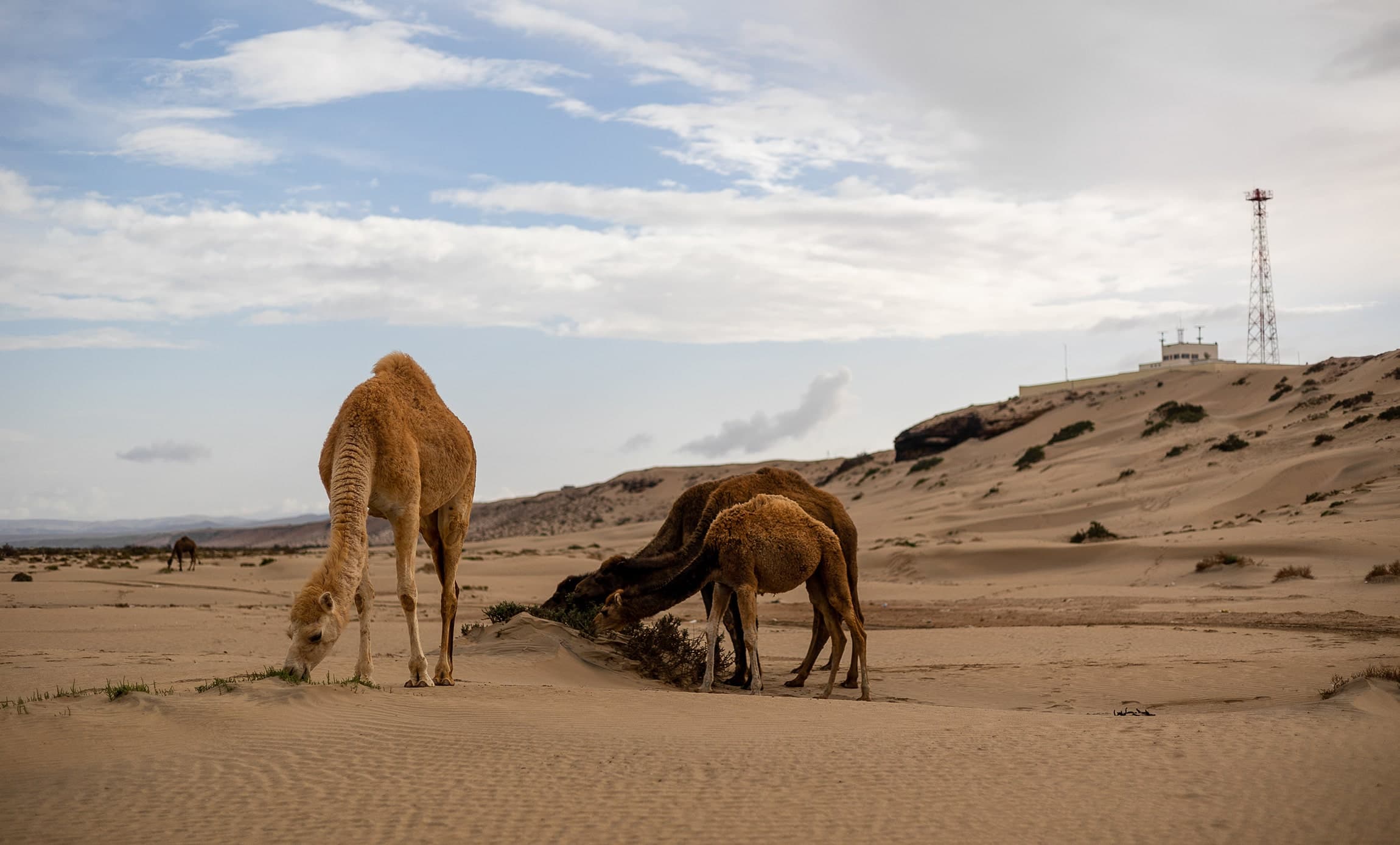Camel Encounter - Desert Meeting Wild camels encounter during Morocco wildlife expedition - dromedaries in natural habitat expedition experience photography