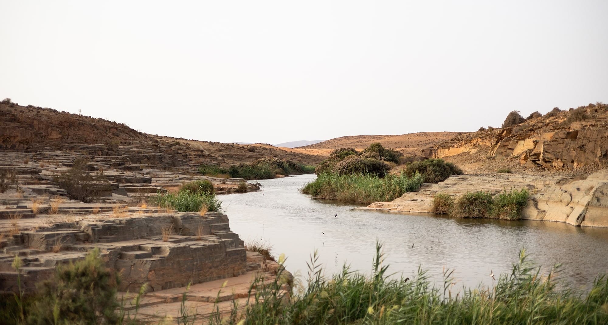 Oued Boukila - Turtle & Lizard Haven Oued Boukila river south of Guelmim Morocco habitat for turtles and lizards - wildlife expedition aquatic ecosystem photography