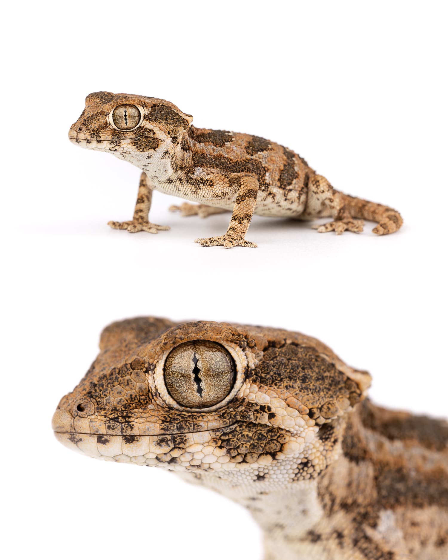 Helmethead Gecko - Coastal Miniature Tiny Helmethead gecko (Tarentola chazaliae) found at night near Morocco coast - nocturnal coastal gecko species
