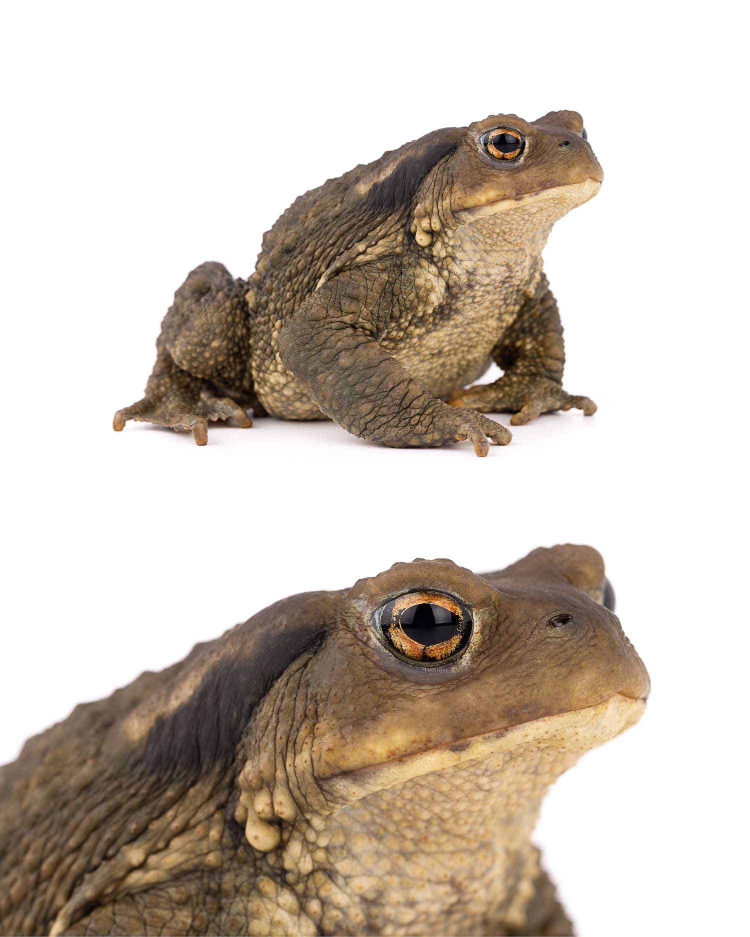 Spiny Toad - High Atlas Mountain Species Spiny toad (Bufo spinosus) found at 2600 meters altitude in Oukaimeden Morocco High Atlas mountains - high altitude amphibian
