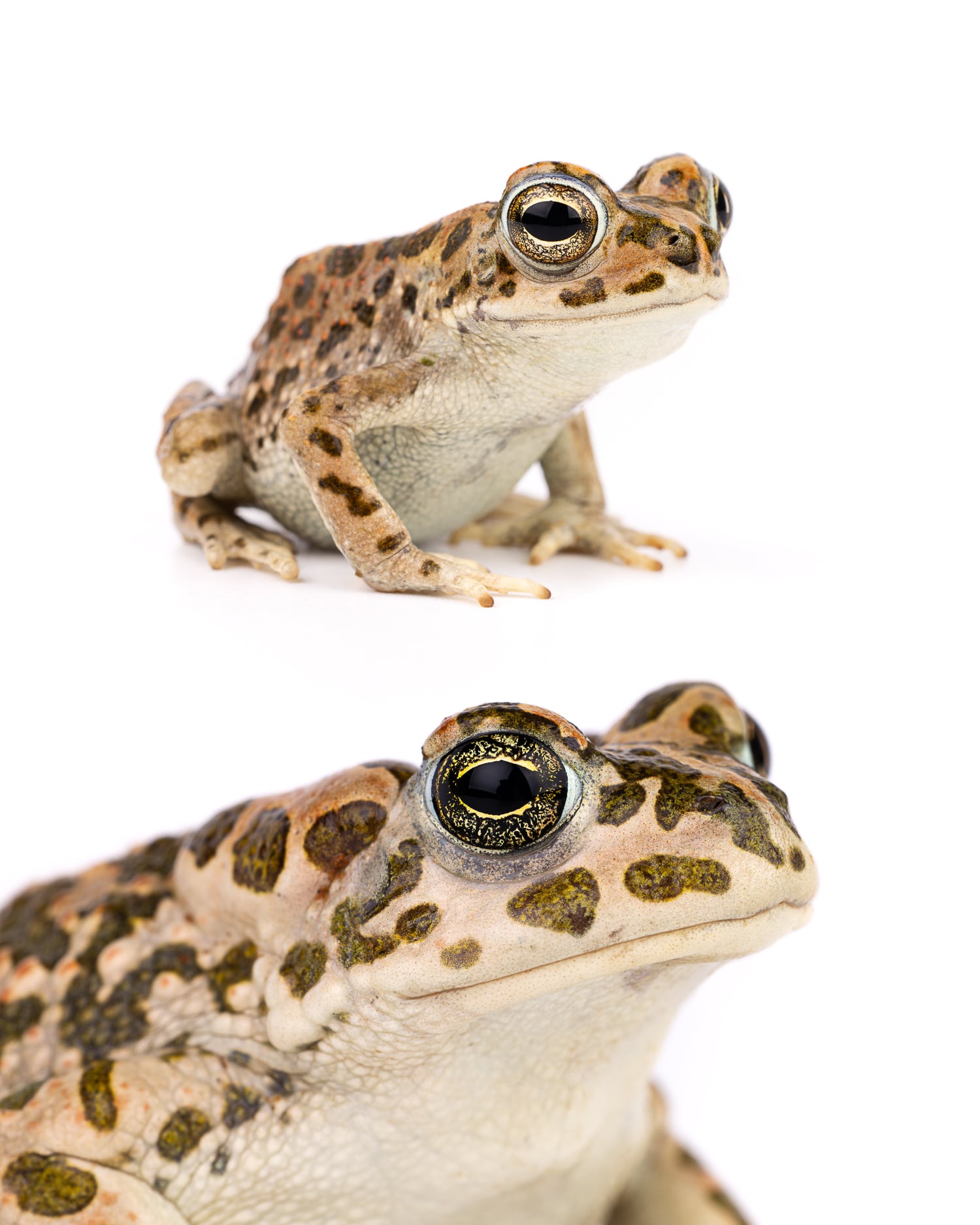 African Green Toads - Well Rescue Mission African green toads (Bufotes boulengeri) rescued from wells during Morocco wildlife conservation mission - amphibian rescue story