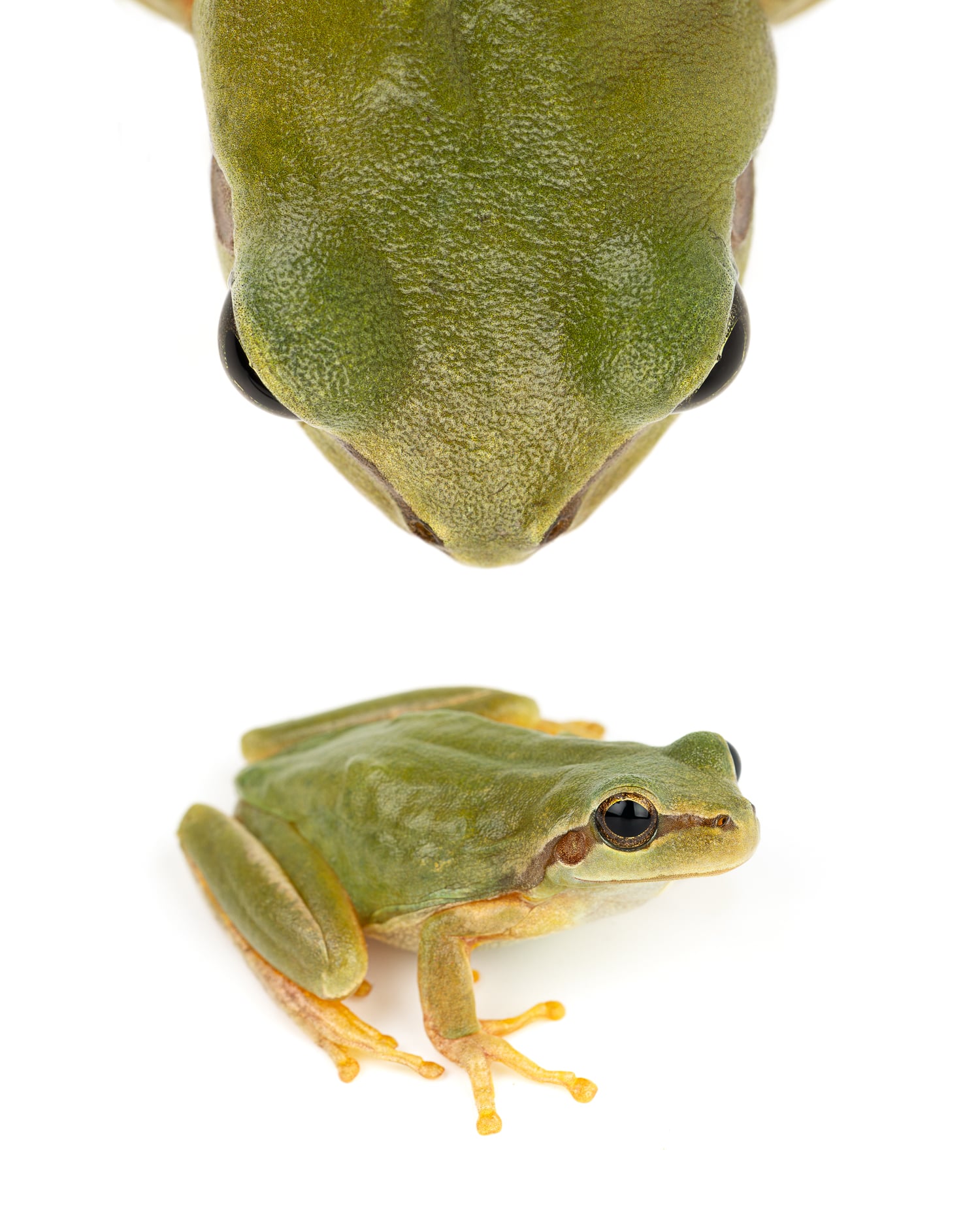 Mediterranean Tree Frog - Morocco's Greenest Animal Mediterranean tree frog (Hyla meridionalis) bright green amphibian from Morocco - most colorful frog species in North Africa