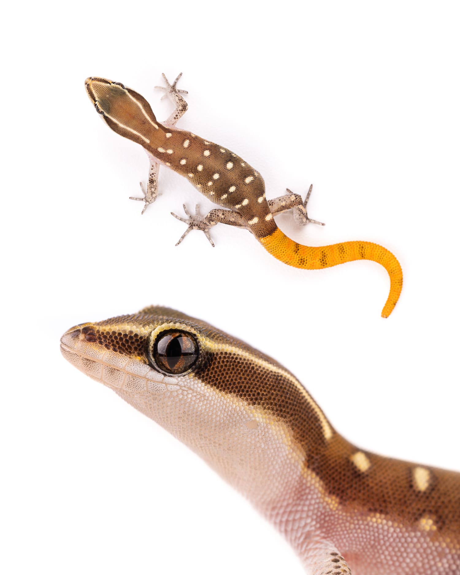 Saurodactylus elmoudenii - Tafraoute Endemic Saurodactylus elmoudenii gecko from Tafraoute Morocco - rare endemic species wildlife photography expedition