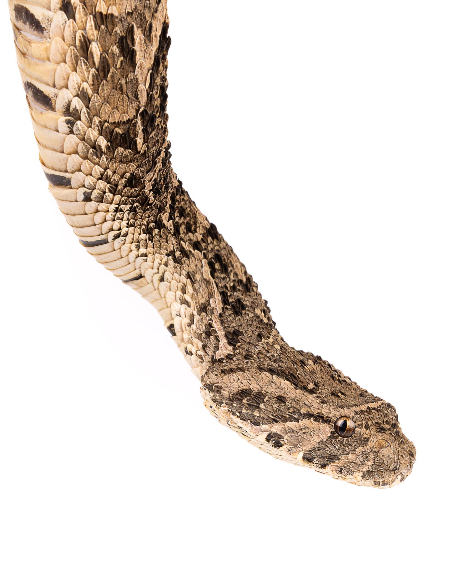 Puff Adder - Deadly African Viper Puff adder (Bitis arietans) deadly venomous viper portrait on white background - Morocco Africa snake wildlife photography