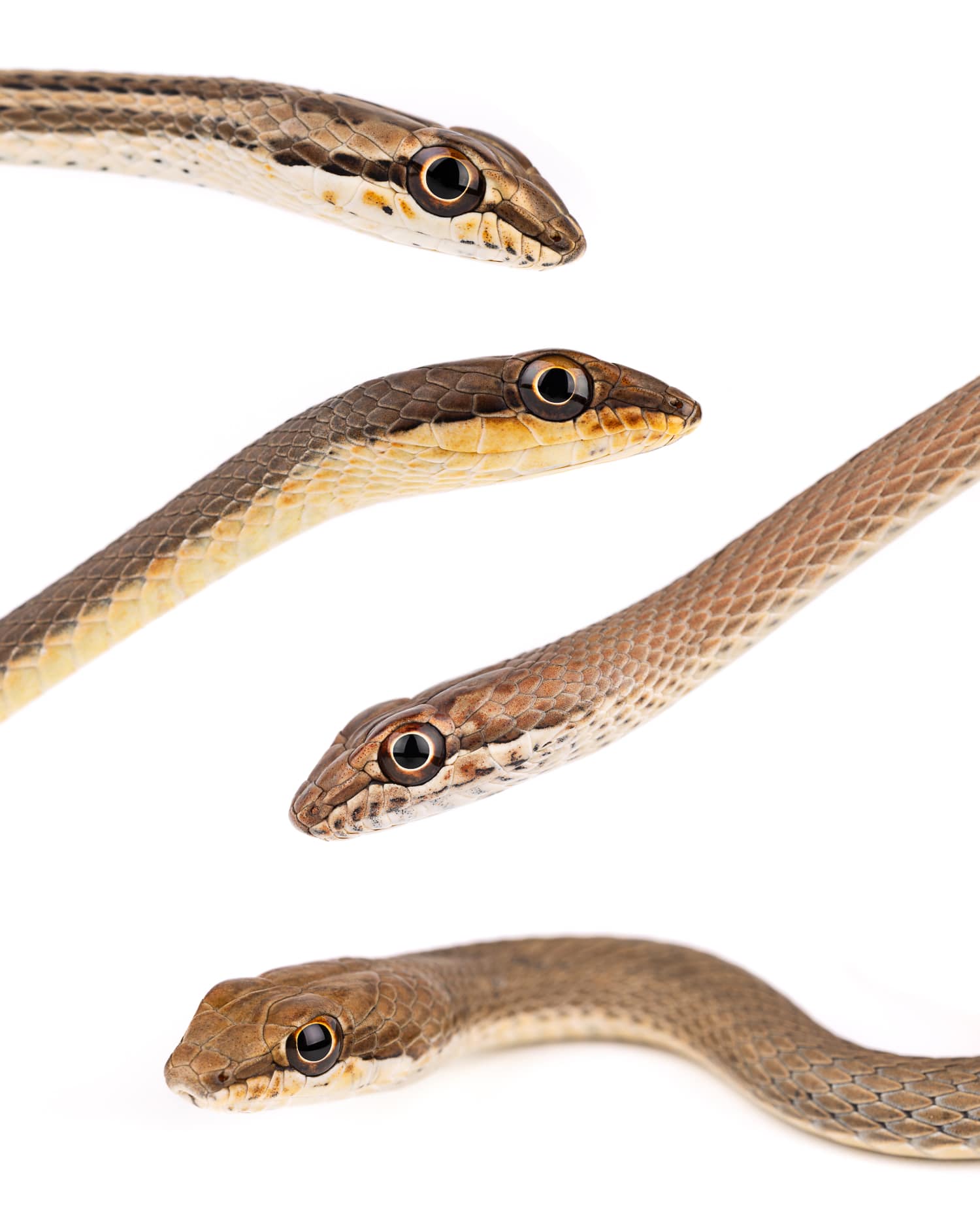 Sand Racers - Morocco's Most Common Snake Sand racers (Psammophis schokari) most common snake species in Morocco showing different color morphotypes