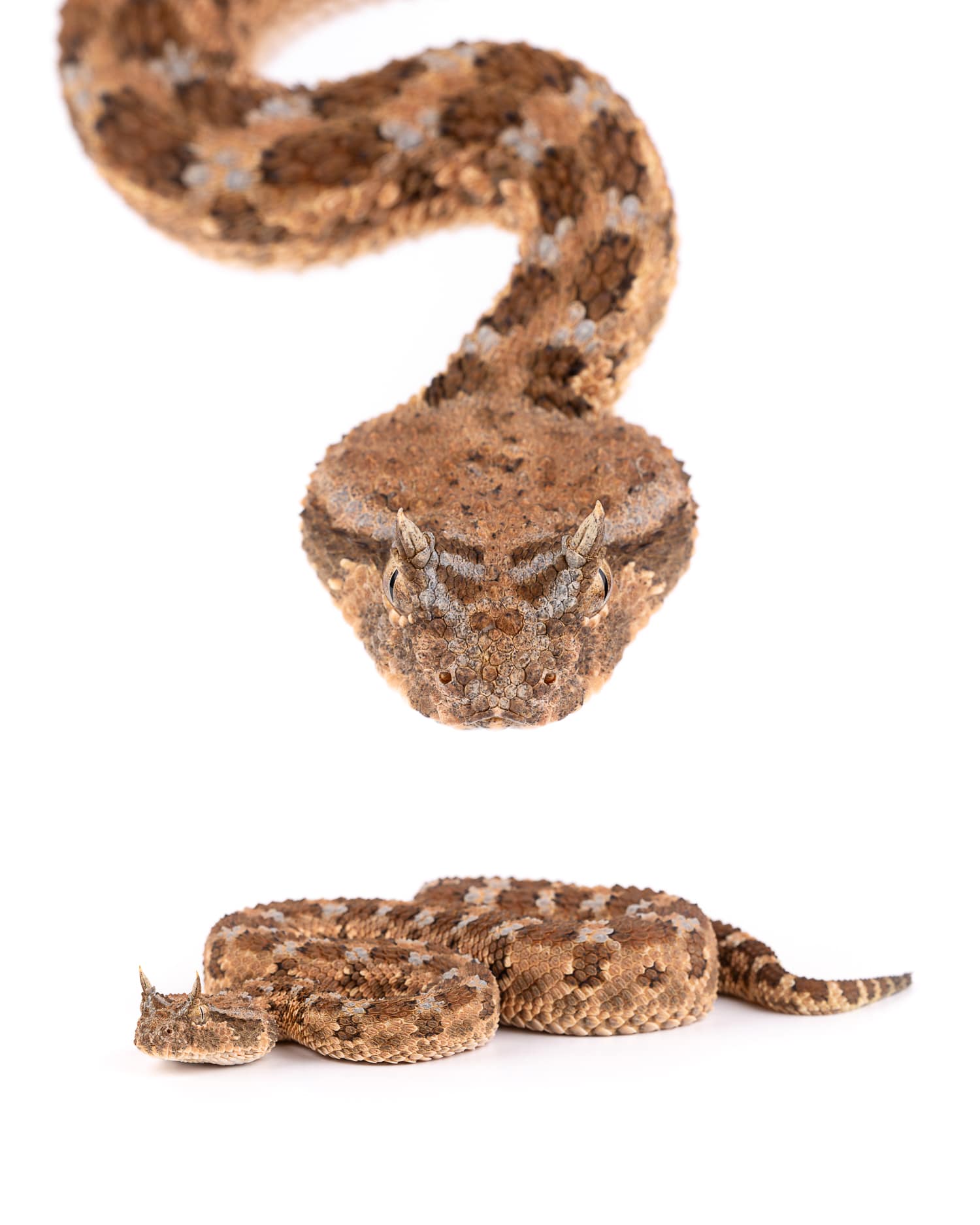 Sahara Horned Viper - Desert Predator Sahara Horned Viper (Cerastes cerastes) venomous desert snake tracked at night in Morocco Sahara wilderness