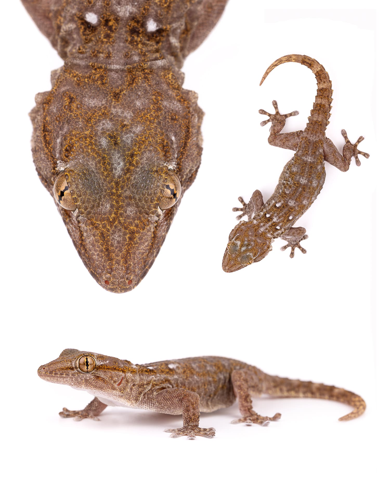 White-spotted Wall Gecko - Sahara Species White-spotted wall gecko (Tarentola annularis) from Smara deep in Morocco Sahara desert - rare gecko species documentation