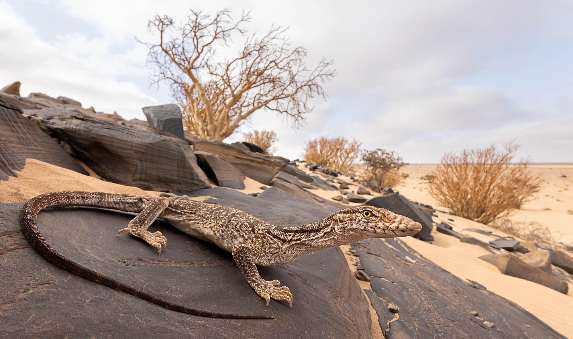 Desert monitor lizard (Varanus griseus) on black rocks in sandy southern Morocco habitat, wide angle shot showing arid landscape during Fauna Morocco expedition