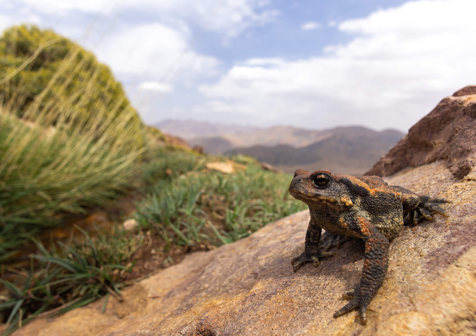 Spiny toad (Bufo spinosus) on rock at 2500 meters altitude with Atlas Mountains landscape in background, Morocco high-altitude amphibian