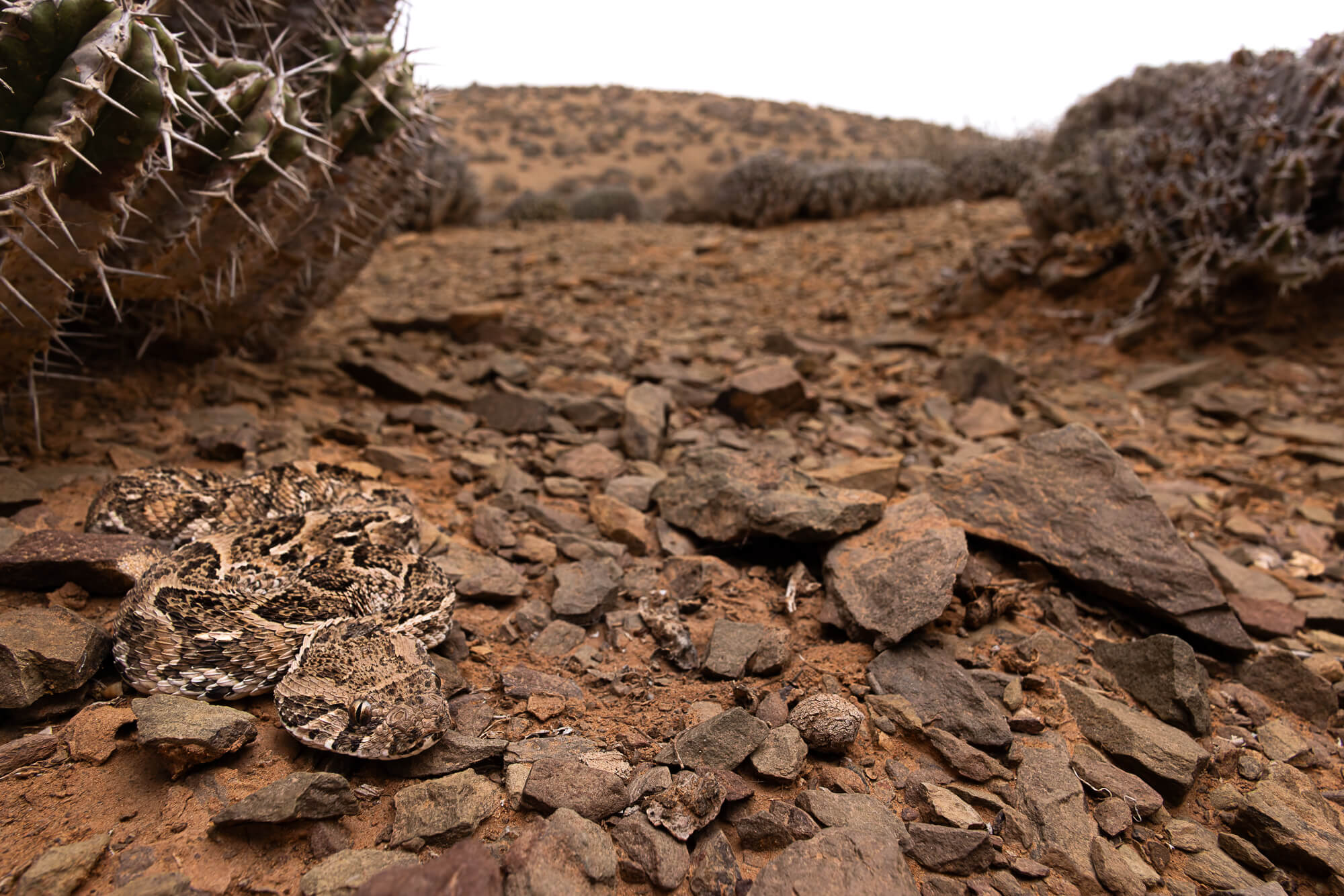 Young Puff adder (Bitis arietans) on rocky terrain in front of euphorbia plant during wildlife rescue and release in Morocco