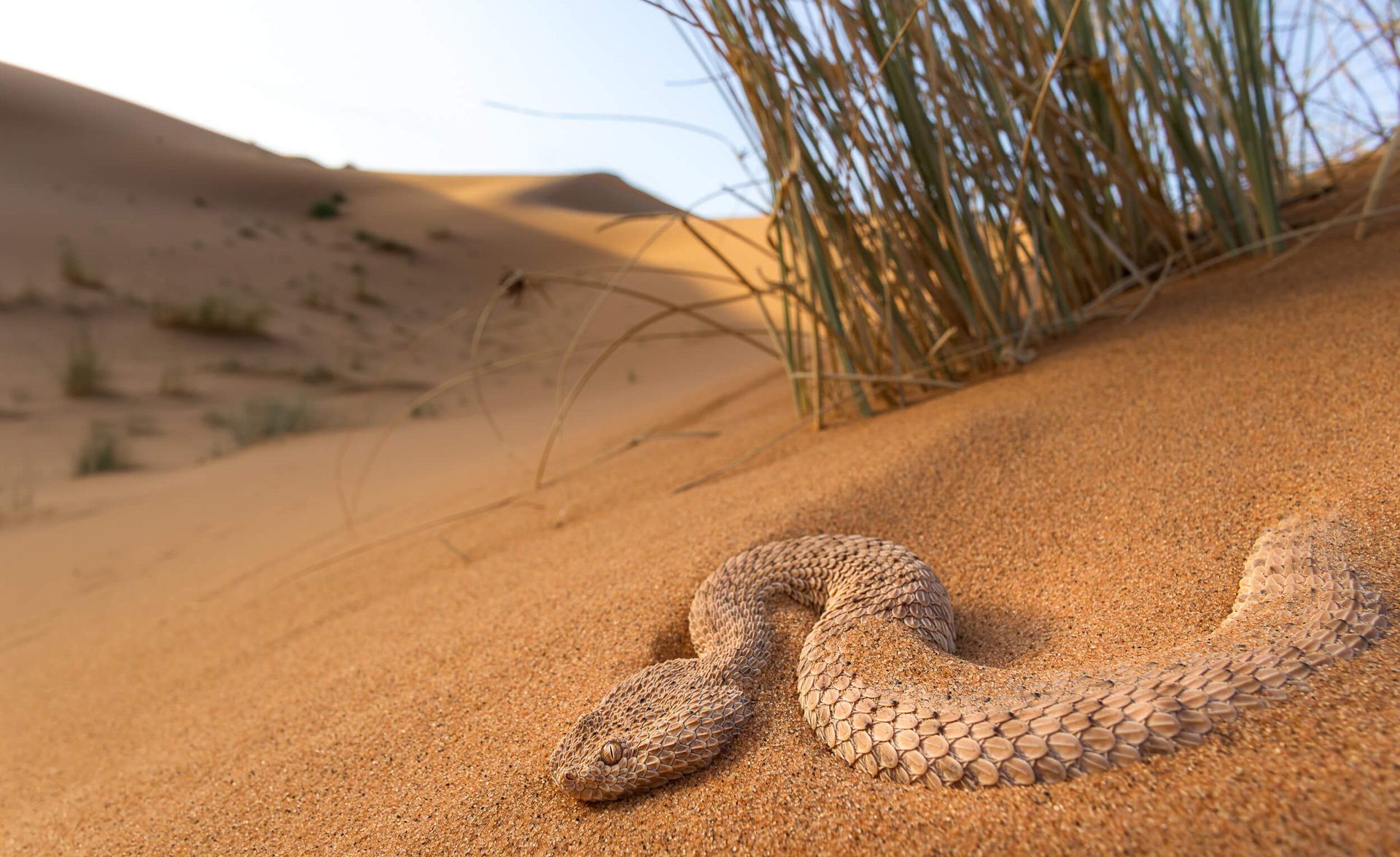 Morocco's wildlife — reptiles and amphibians