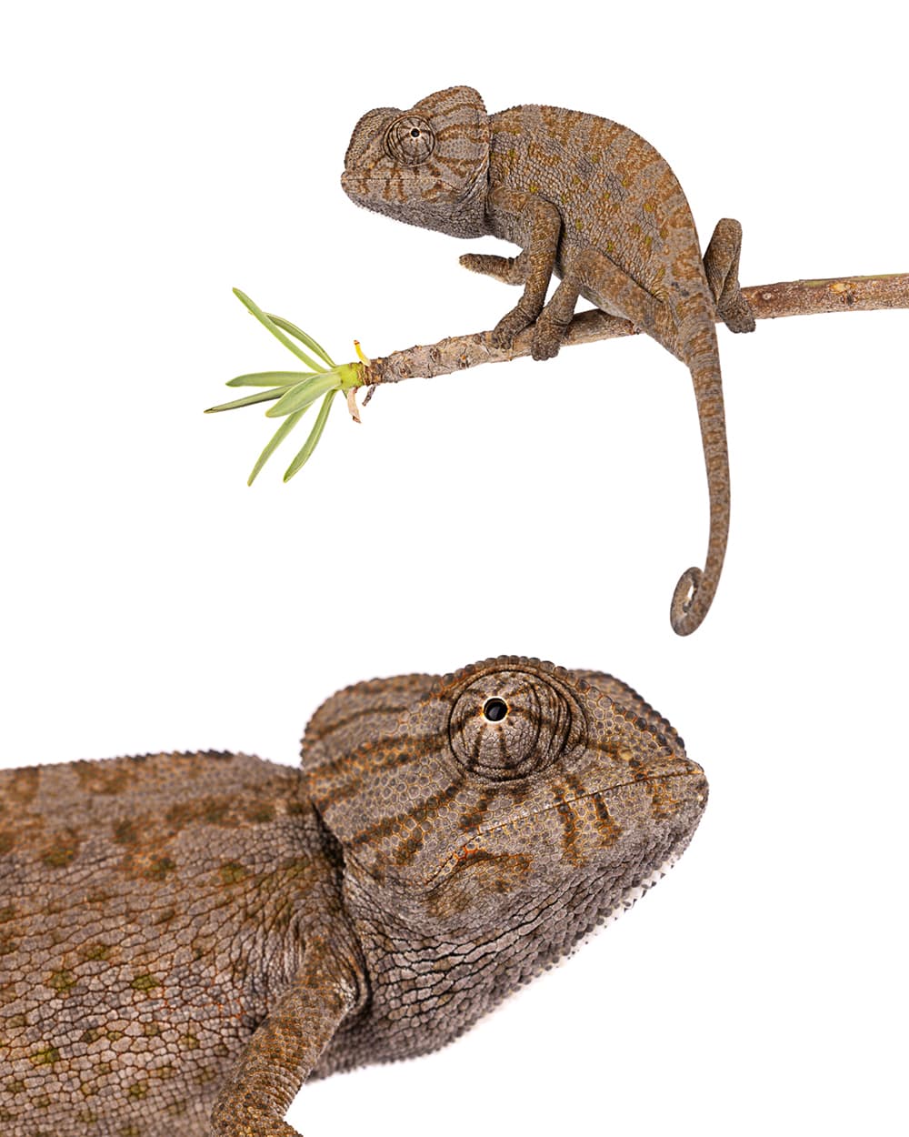 Common Chameleon - Morocco's living jewel