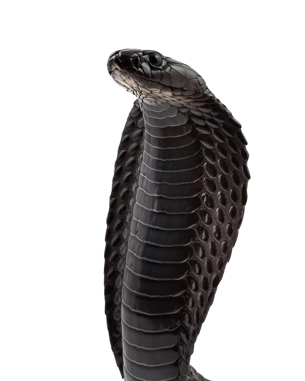 North African Cobra - Desert apex predator