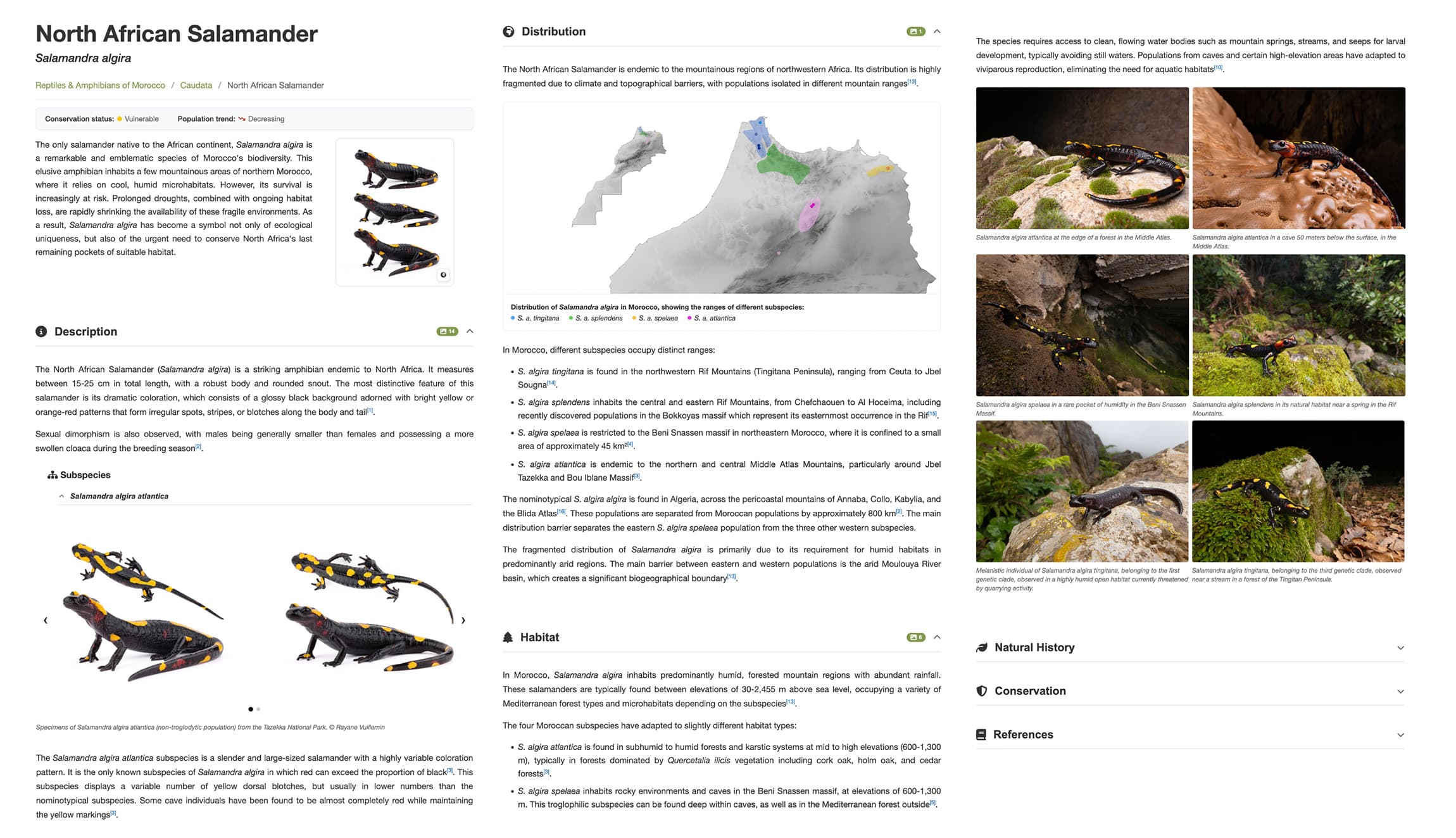 Species accounts