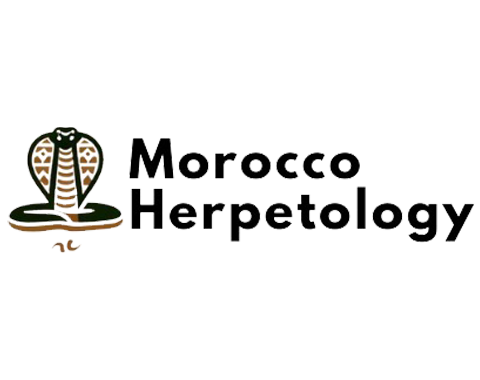 Morocco Herpetology