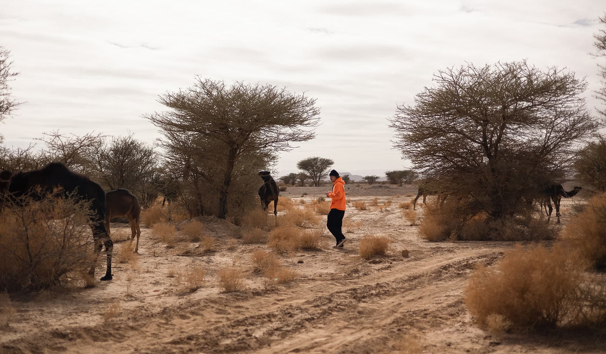 Clément Castella and the camels