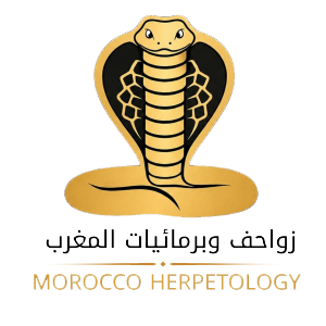 Morocco Herpetology
