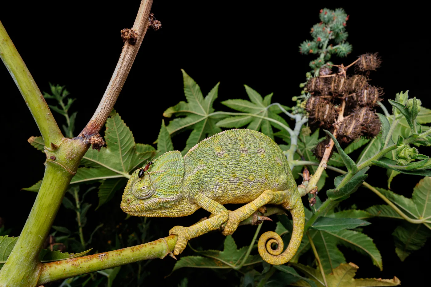 Common Chameleon (Chamaeleo chamaeleon), Morocco