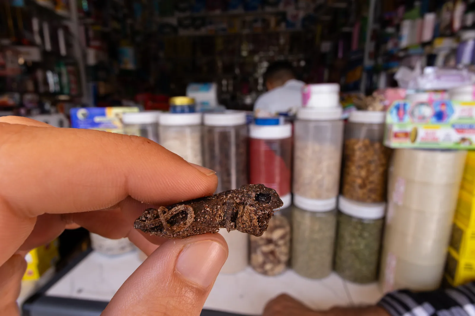Dead juvenile chameleon, sold for 50 MAD.