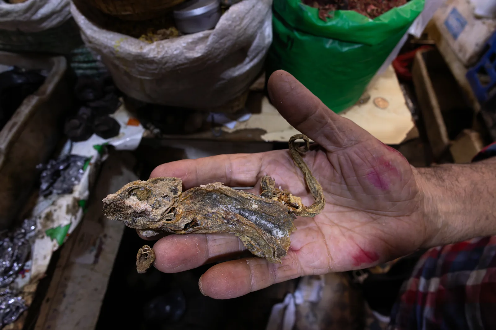 Dead adult chameleon. The seller explained that he sells many to Moroccans living abroad.