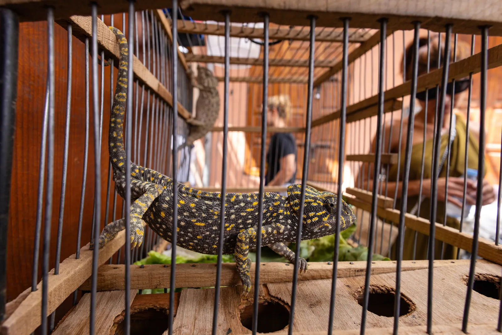 Gravid female, offered to a tourist for 500 MAD.