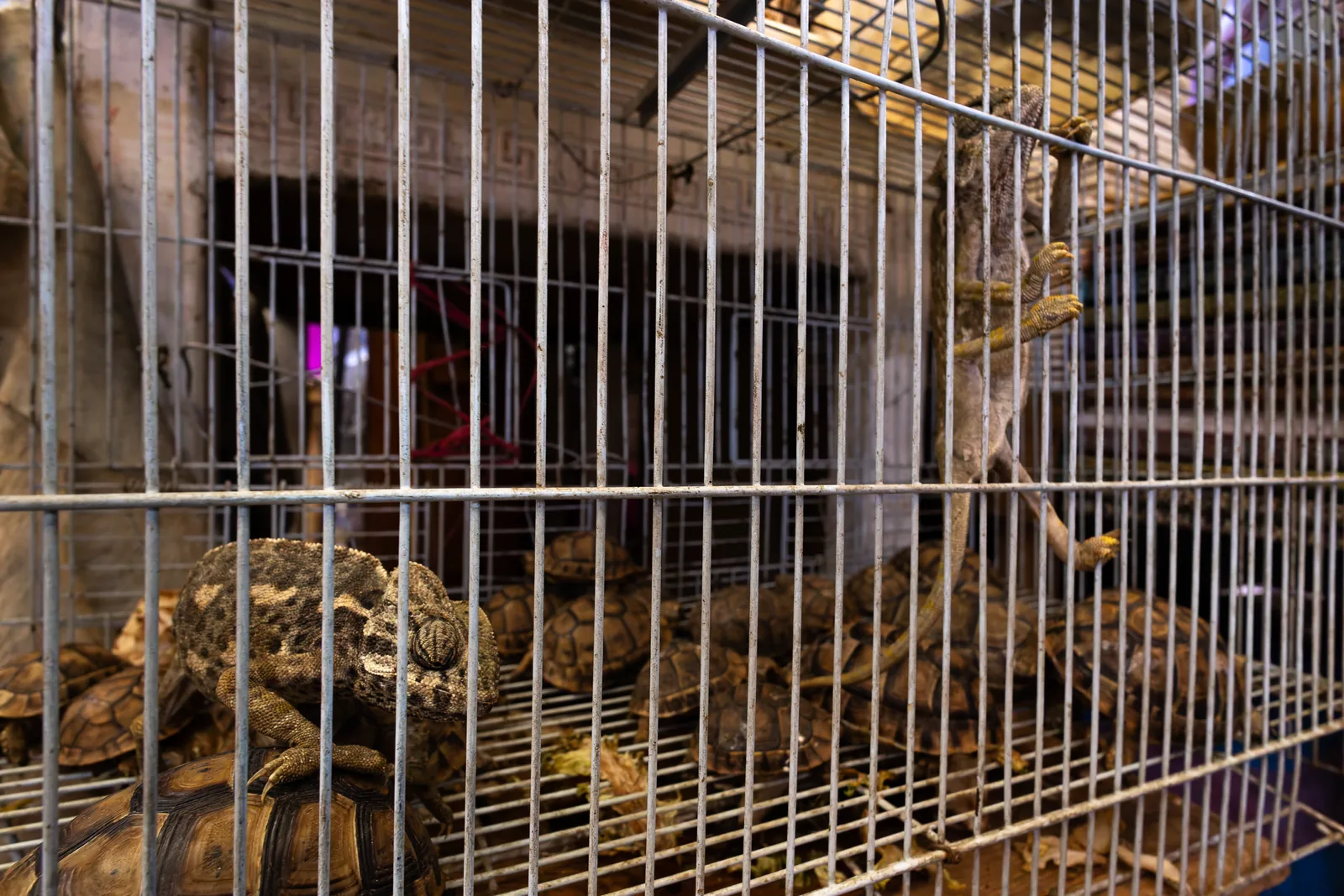 Often kept with tortoises, it is not uncommon to find chameleons dead and then trampled by them.