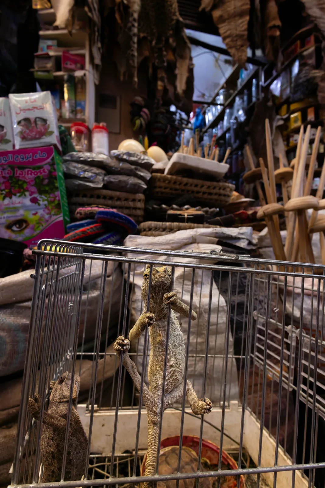 While dead chameleons are sold exclusively by herbalists, live ones can also be found in front of other types of stalls.