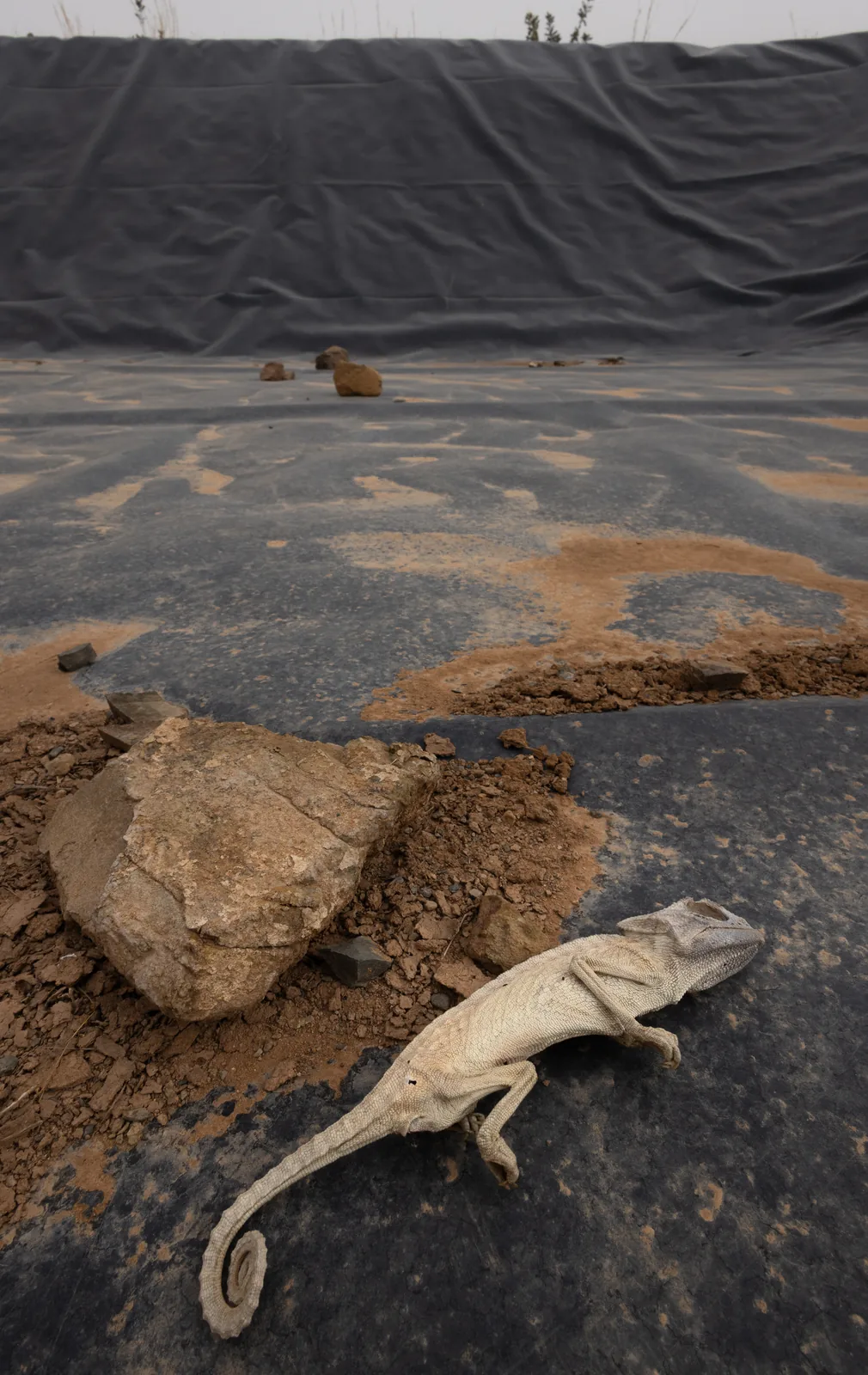 Common chameleon dried up in a water reservoir.