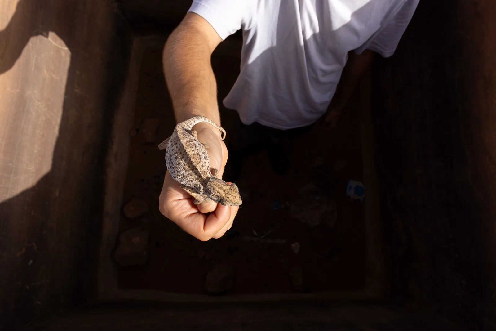 Chameleon found alive and rescued from a well during our expedition.