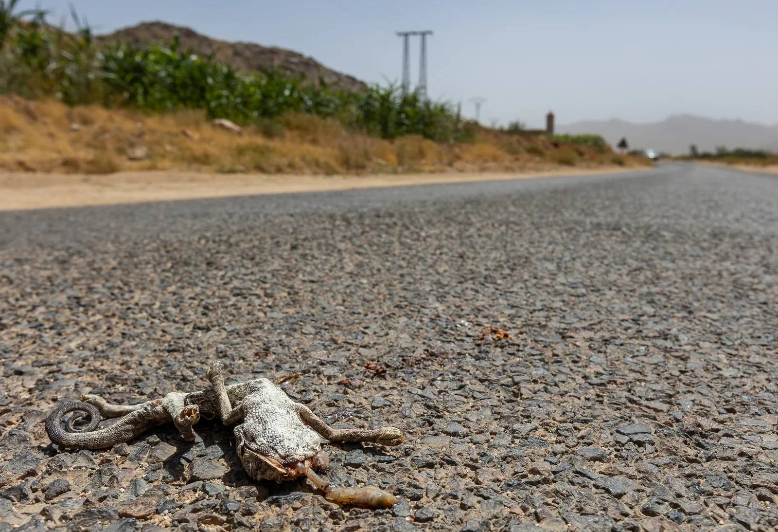 Chameleon freshly hit by a vehicle, mid-morning.